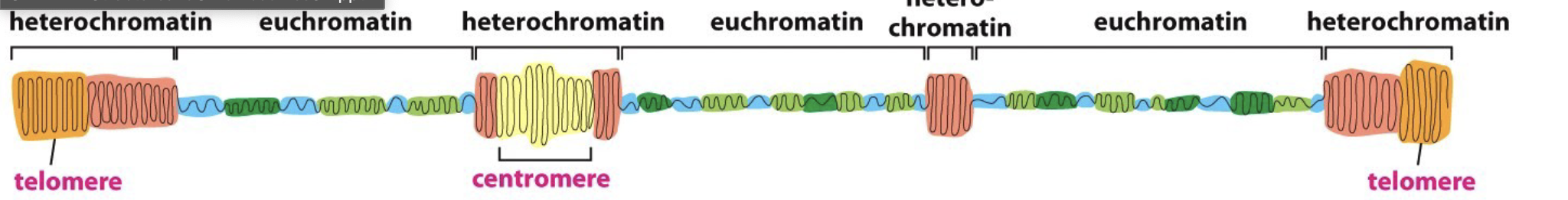<ul><li><p><strong>Euchromatin:</strong></p><ul><li><p>more expanded DNA, less condensed</p></li></ul></li><li><p><strong>Heterochromatin:</strong></p><ul><li><p>Highly condensed DNA, more DNA packaging</p></li><li><p>more likely to see in dividing cells </p></li></ul></li></ul><p></p>