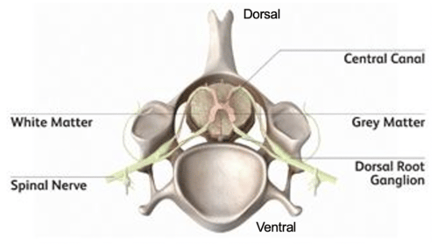 <p>spinal cord runs through dorsally to ventrally, anatomically organized</p>