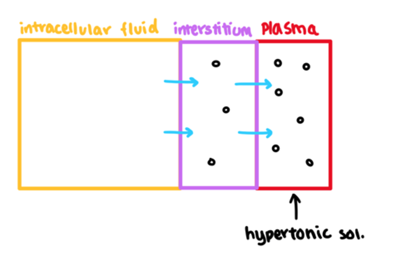 <p>- increased osmolality in plasma</p><p>- water moves from cells and interstitial fluid into plasma</p><p>- expanded plasma volume &amp; circulatory compartments</p><p>- tissues are losing fluid as water moves out of the cell &amp; enters circulation, causing cell deflation</p>