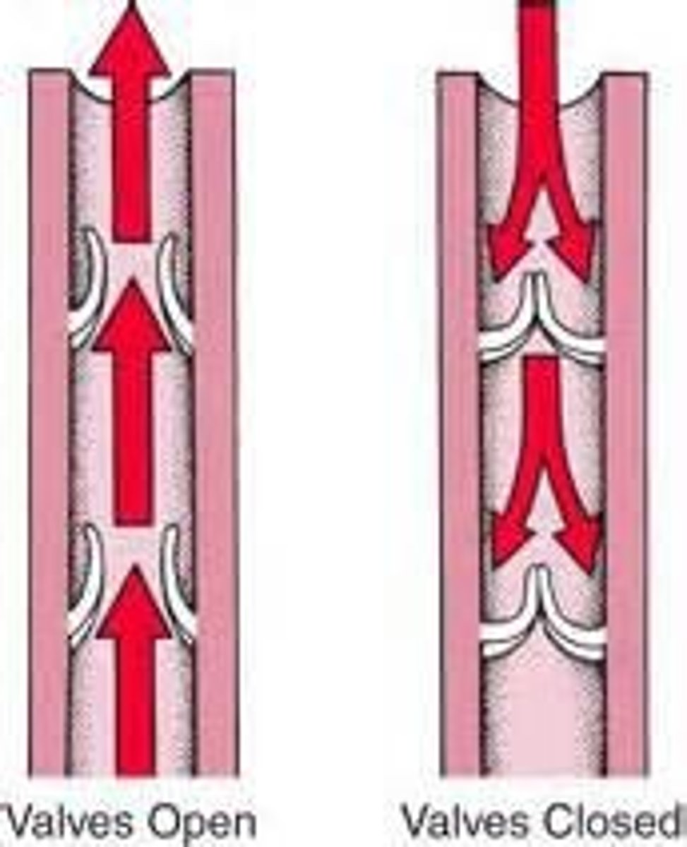 <p>Valves within the veins that opens toward the heart and closes to prevent back flow of blood</p>