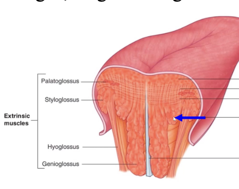 <p>intrinsic tongue muscle</p><p>attachments: lingual aponeurosis and hyoid bone</p><p>course: lower surface of tongue, length of tongue</p><p>functions: shorten tongue, curl tip down, symmetrically or to one side only</p>