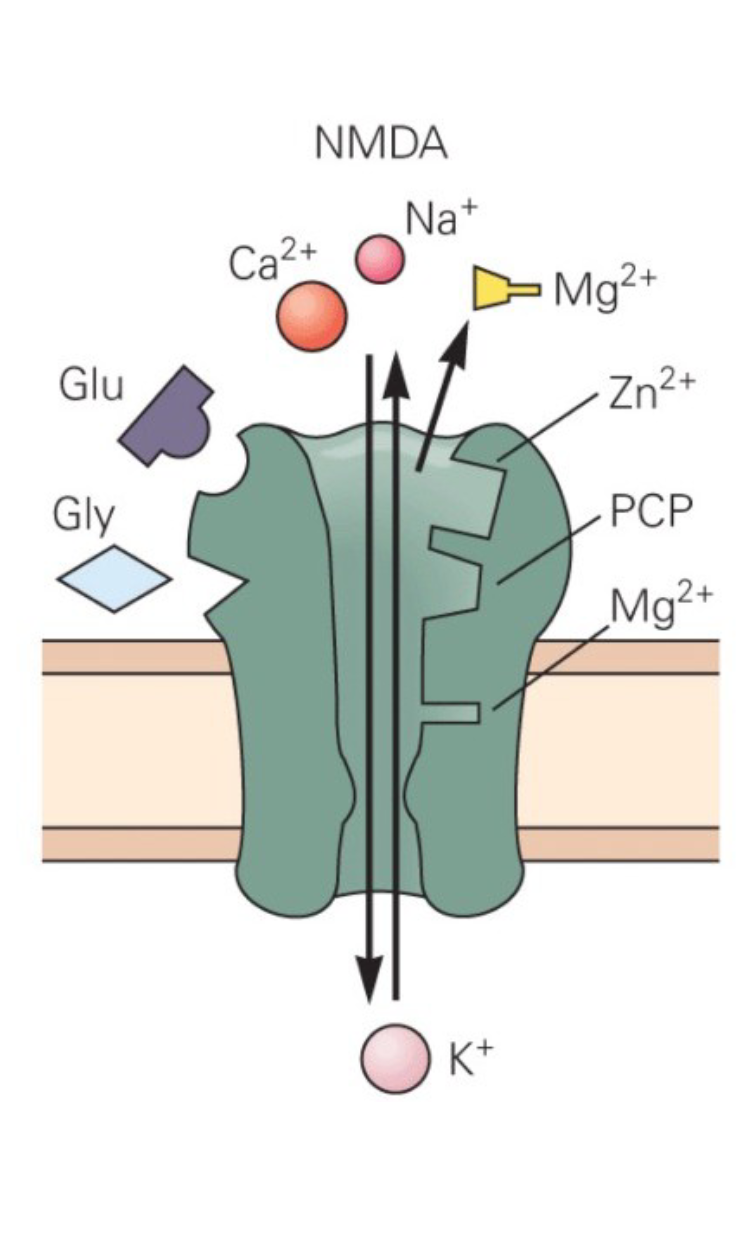 <p><span style="color: rgb(251, 249, 249);">NMDA Receptor</span></p>