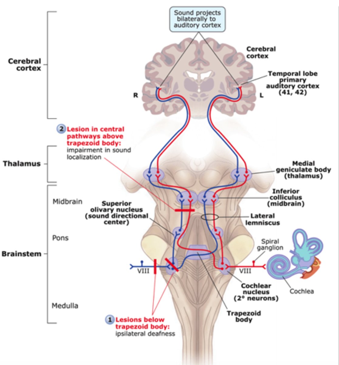 <p>The auditory system beginning with the cochlear nucleus in the brainstem and including also pathways and auditory regions in the thalamus and the cerebrum.</p>