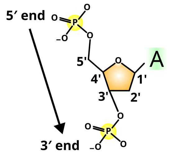 <p><span><span>What gives DNA strands direction? And Why is it important to know the 5′ and 3′ ends?</span></span></p>
