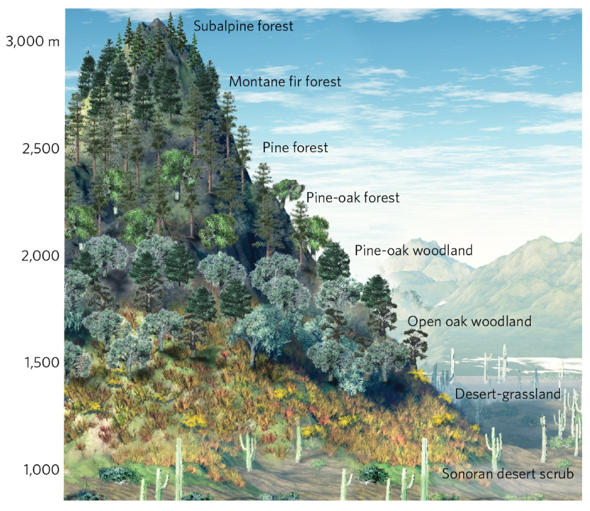 <p>Boundaries caused by different abiotic conditions, competitions among species. Results in distinct zones of communities named for dominant or common species.</p>