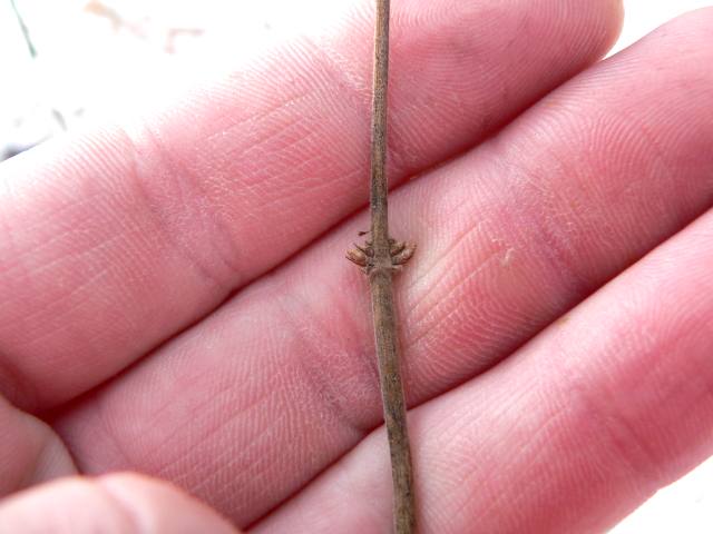 Blade: Simple, ovate-elliptic, smooth margins, usually pubescent only on the veins on both sides, 2 to 3 inches long
Reproductive: red, blue or black spherical or elongated berry containing several seeds
Bark: light tan/brown with distinct stripes when young, starts to mildly  "shred" with age