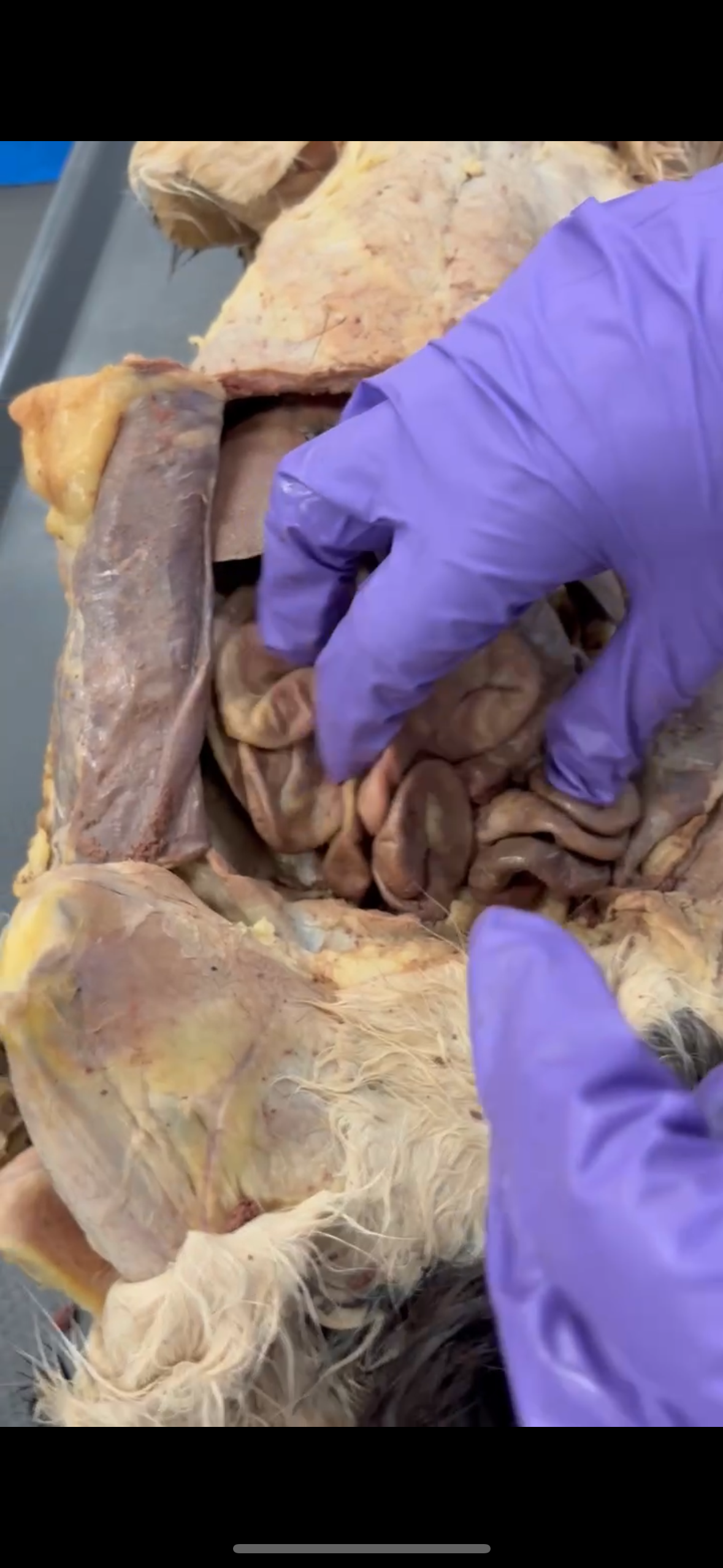 <p>All squiggly stuff under fingers</p>