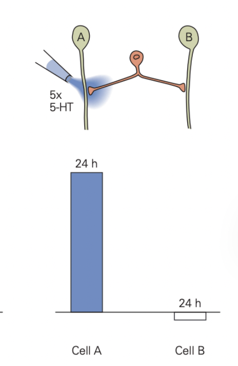 <p>produces long-term facilitation of synapse with motor neuron A</p>