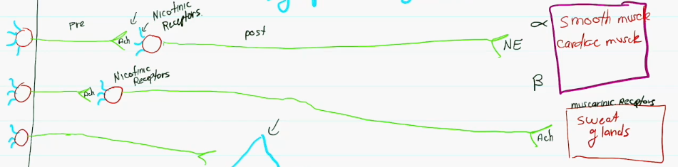 <p>Preganglionic body begins in the CNS, the preganglionic axon releases <strong>acetylcholine (ach)</strong> from its terminal end into the <strong>nicotinic receptors</strong> of the postganglionic body. The postganglionic axon will then release <strong>norepinephrine (NE) </strong>into the <strong>alpha</strong> or <strong>beta</strong> receptors of the gland/smooth muscle/cardiac muscle. <strong>UNLESS</strong> the postganglionic axon is releasing into a sweat gland, in that case it will release <strong>acetylcholine (ach) </strong>into the<strong> muscarinic receptors </strong>of the sweat gland.</p>