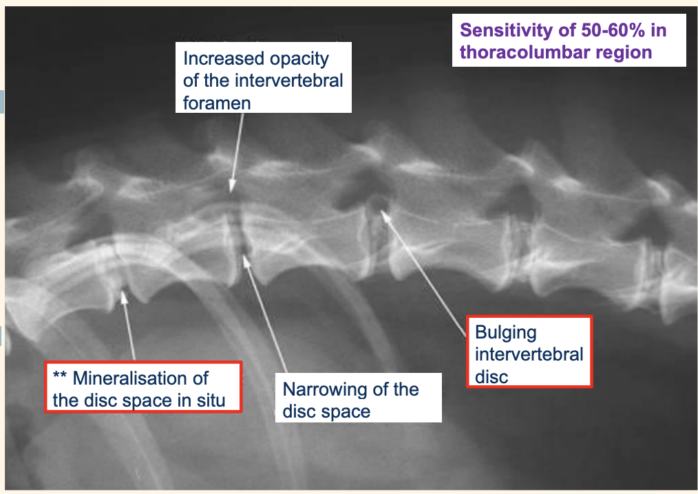 <p>– lateral and ventrodorsal,  patient under sedation </p><p> sensitivity of 50-60% in the thoracolumbar region, 35% in the cervical region o </p>