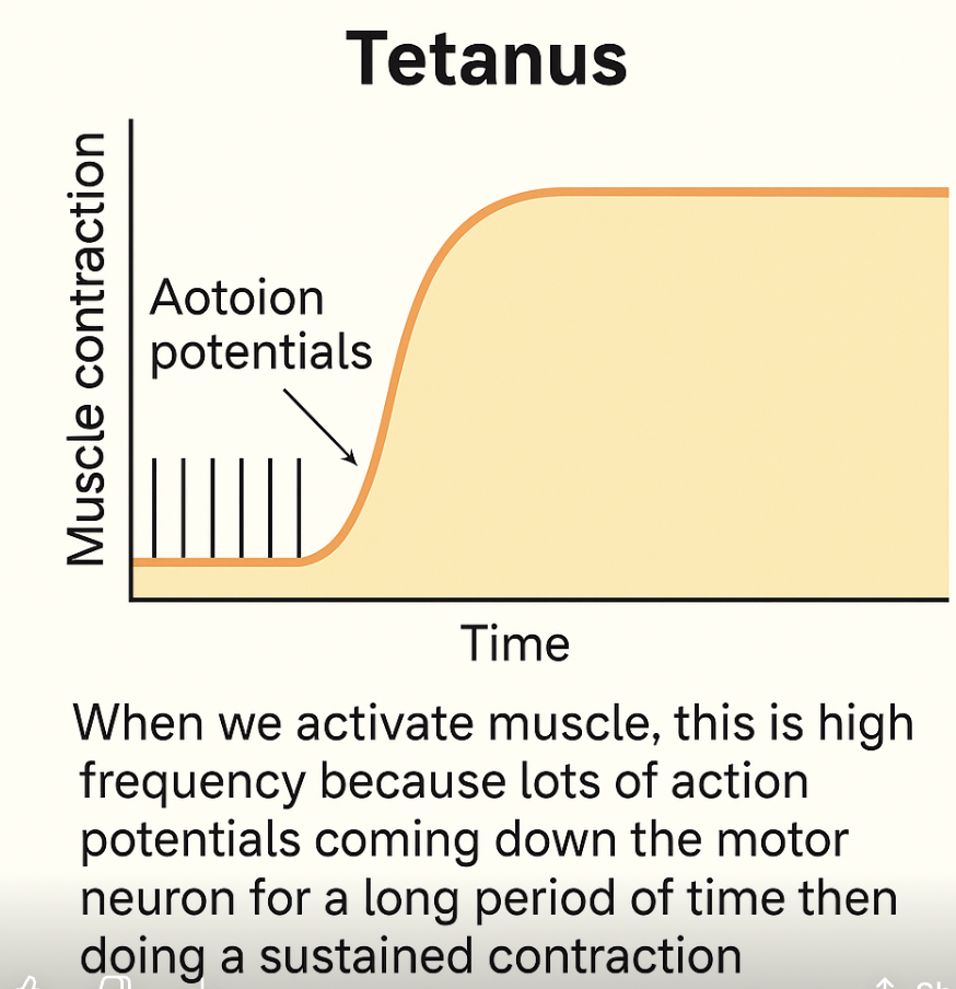 <p>True, when we activate muscle, this is high frequency because  lots of action potentials coming down the motor neuron for a long period of time then doing a sustained contraction</p>