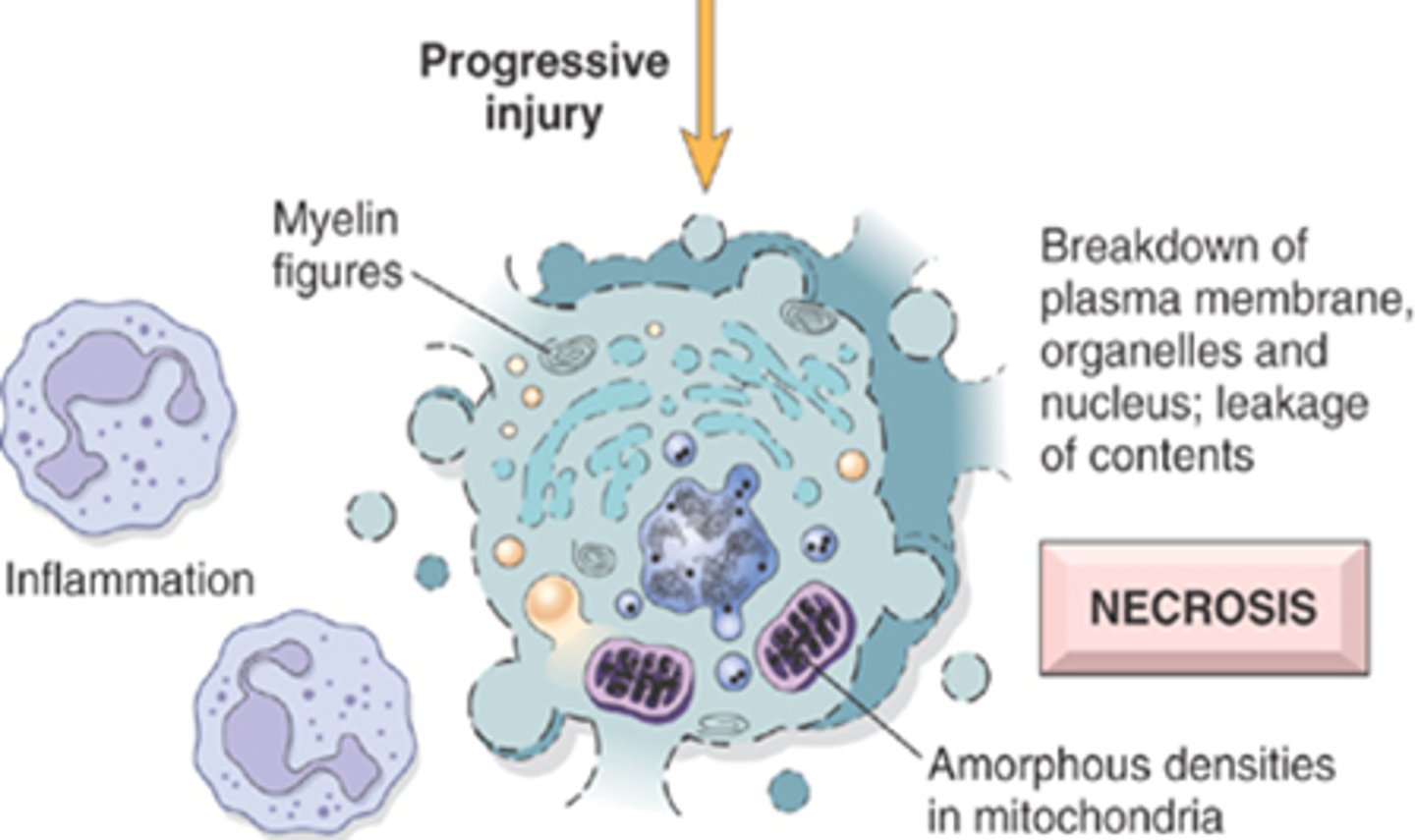 <p>whorled phospholipid masses seen in necrotic cells</p><p>Derived from damages cell membrane: phospholipid precipitates</p><p>Phagocytosed by other cells and further degraded into FA</p>