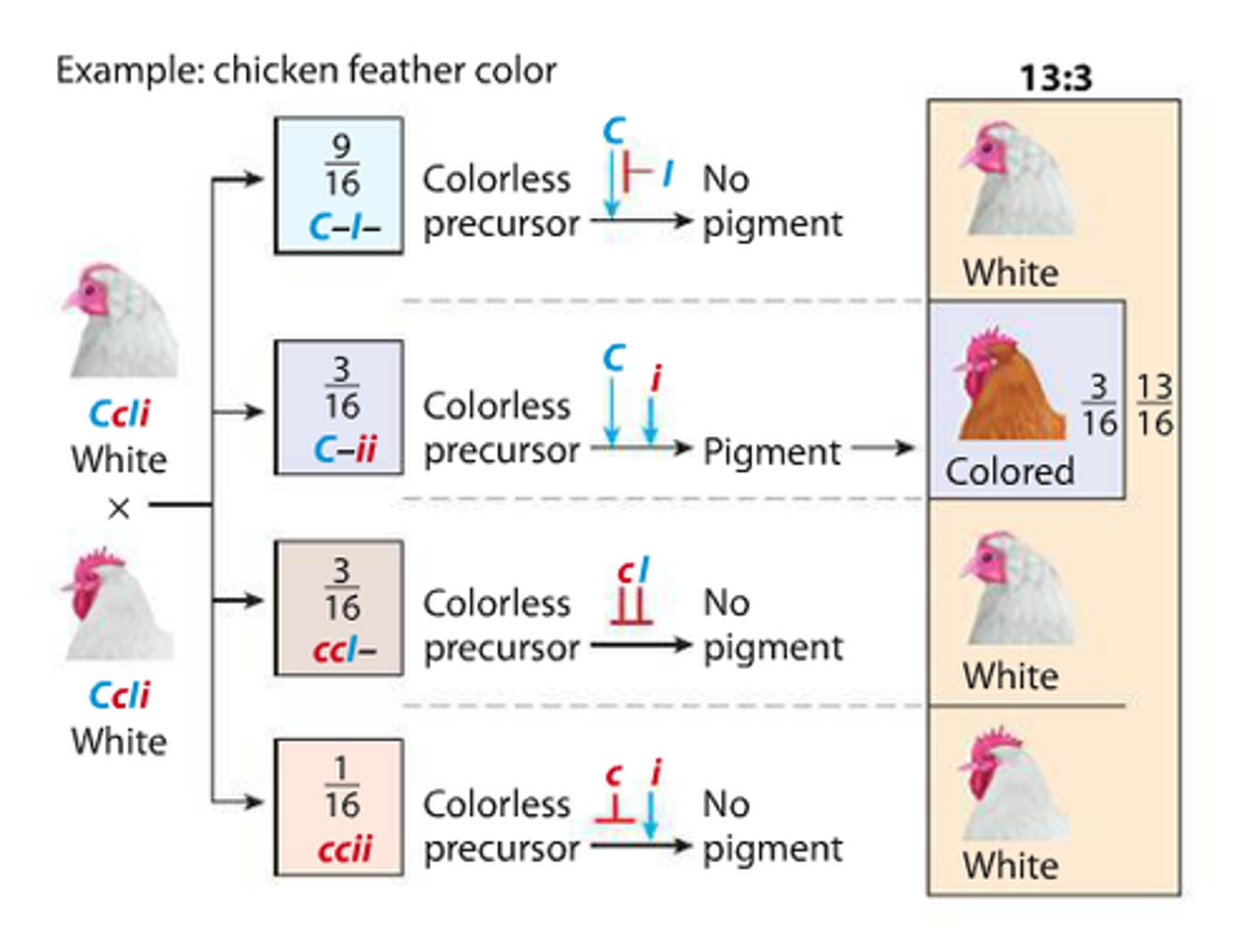 <p>dominant allele of one gene suppresses the dominant allele of another gene --&gt; one allele codes an inhibitor which if present as ii with cc or I with C/c affects the color; 13:3</p>