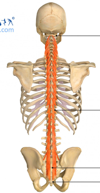 <p>Origin: Sacrum, posterior superior iliac spine, mammillary processes of the lumbar vertebrae, transverse processes of the thoracic vertebrae, and articular processes of vertebrae C04-C07</p><p>Insertion: Spinous process of the vertebra 2-4 above the origin</p><p>Innervation: Posterior branches</p><p>Action: Stabilization of the vertebrae in local movements of the vertebral column; rotation of the thoracic spine; extension of the neck and spine; contralateral rotation of the head</p>