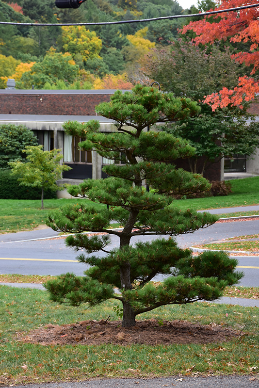 <p><span>Evergreen tree with dark green needles and a rugged, picturesque form. Used ornamentally.</span></p>