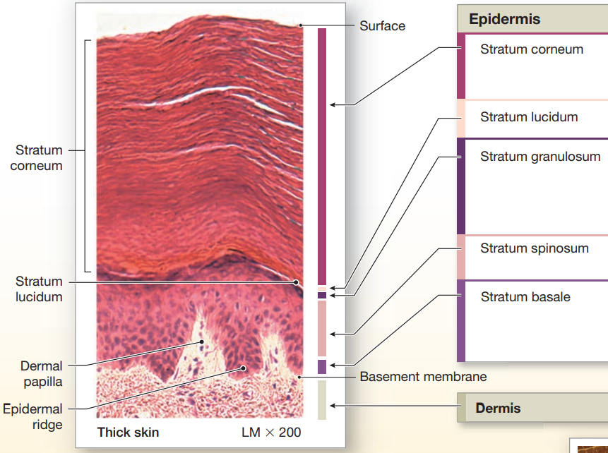 <ul><li><p>Stratum Corneum</p></li><li><p>Stratum <strong>Lucidum</strong></p></li><li><p>Stratum Granulosom</p></li><li><p>Stratum Spinosum</p></li><li><p>Stratum Basale</p></li></ul><p></p>