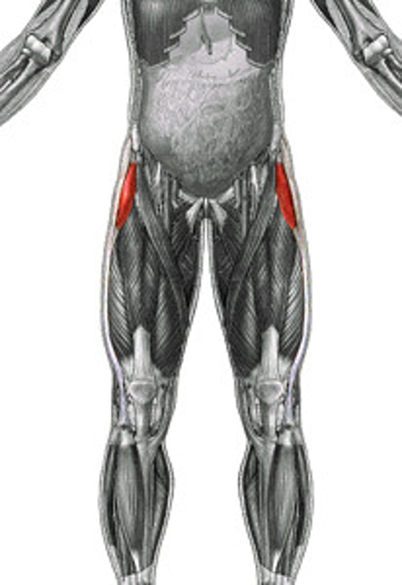 <p>flexion, abduction, and medial rotation of femur, stabilizes knee</p>