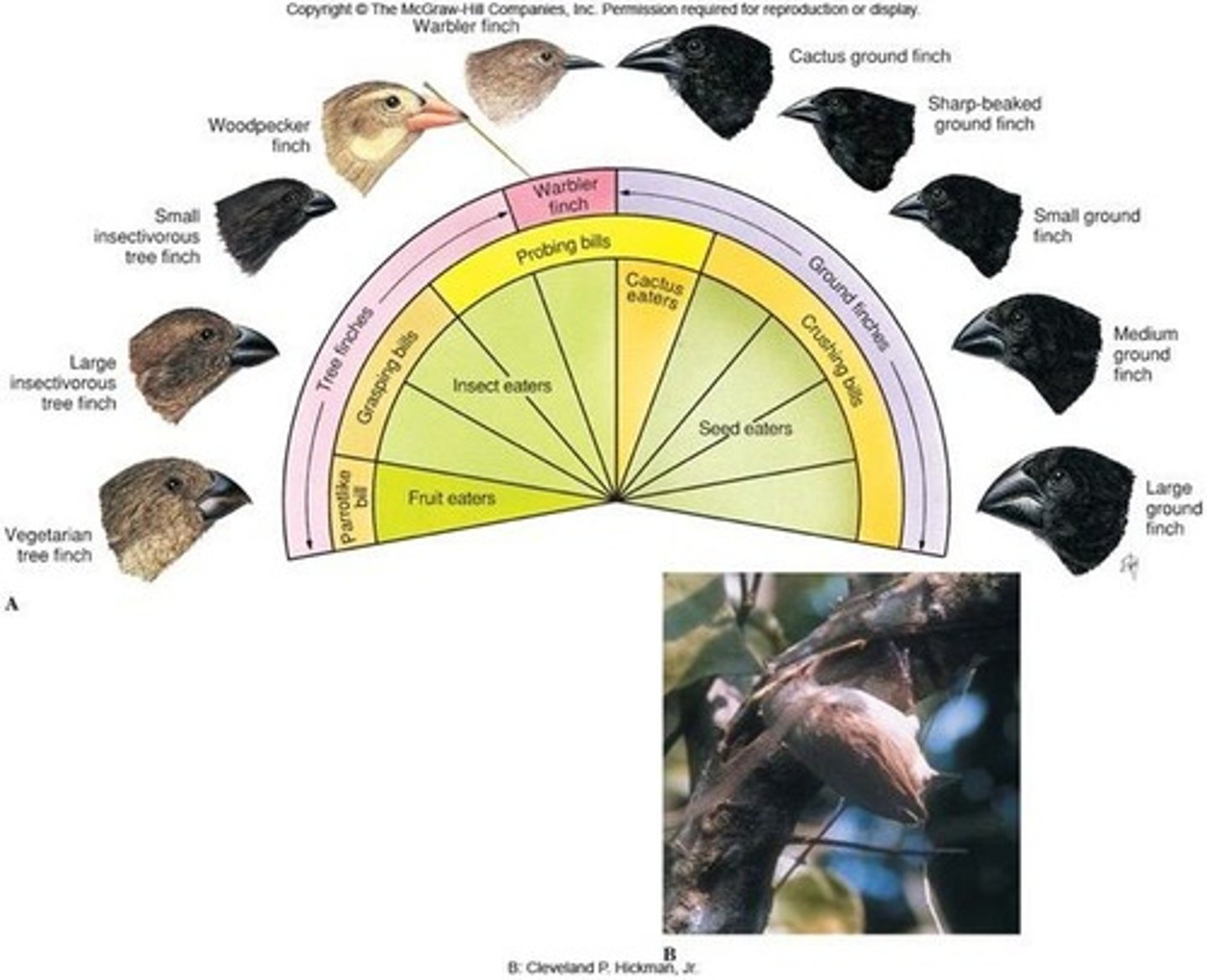 <p>The production of several ecologically diverse species from a common ancestral species, typically occurring within a short interval of geological time.</p>