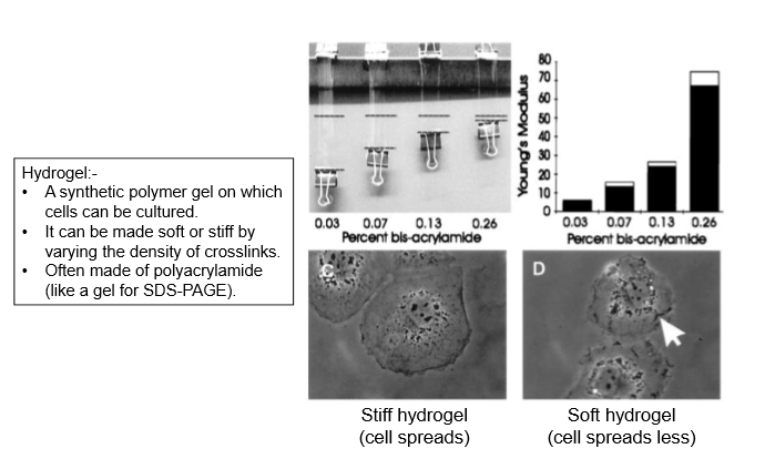 <ul><li><p>can be controlled by stiffness </p></li><li><p>place cells on substrate, control mechanical properties of that substrate </p></li><li><p>on stiff gel, cells are bigger and spread out </p></li><li><p>cells get bigger on stiffer substrate, nuclei also becomes bigger </p></li></ul><p></p>