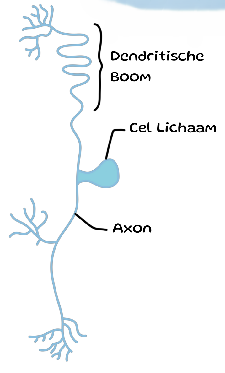 <p>Neuronen die info oppikken van buiten en deze zo waarheidsgetrouw gaan doorsturen</p>