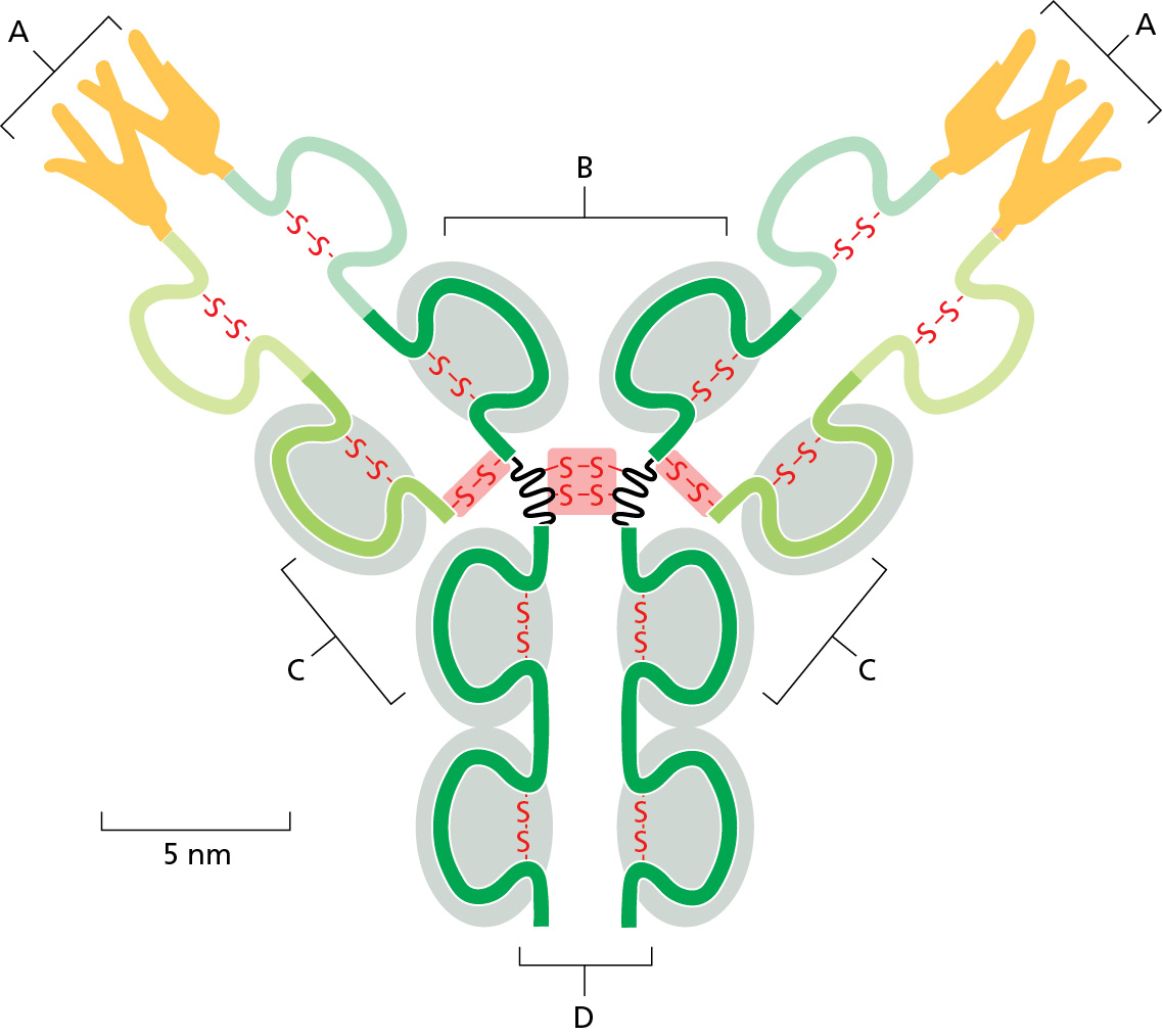 <p>The figure shows a depiction of an antibody. Which label correctly identifies the region(s) of the antibody that contains variable amino acids for binding of a specific antigen?</p>