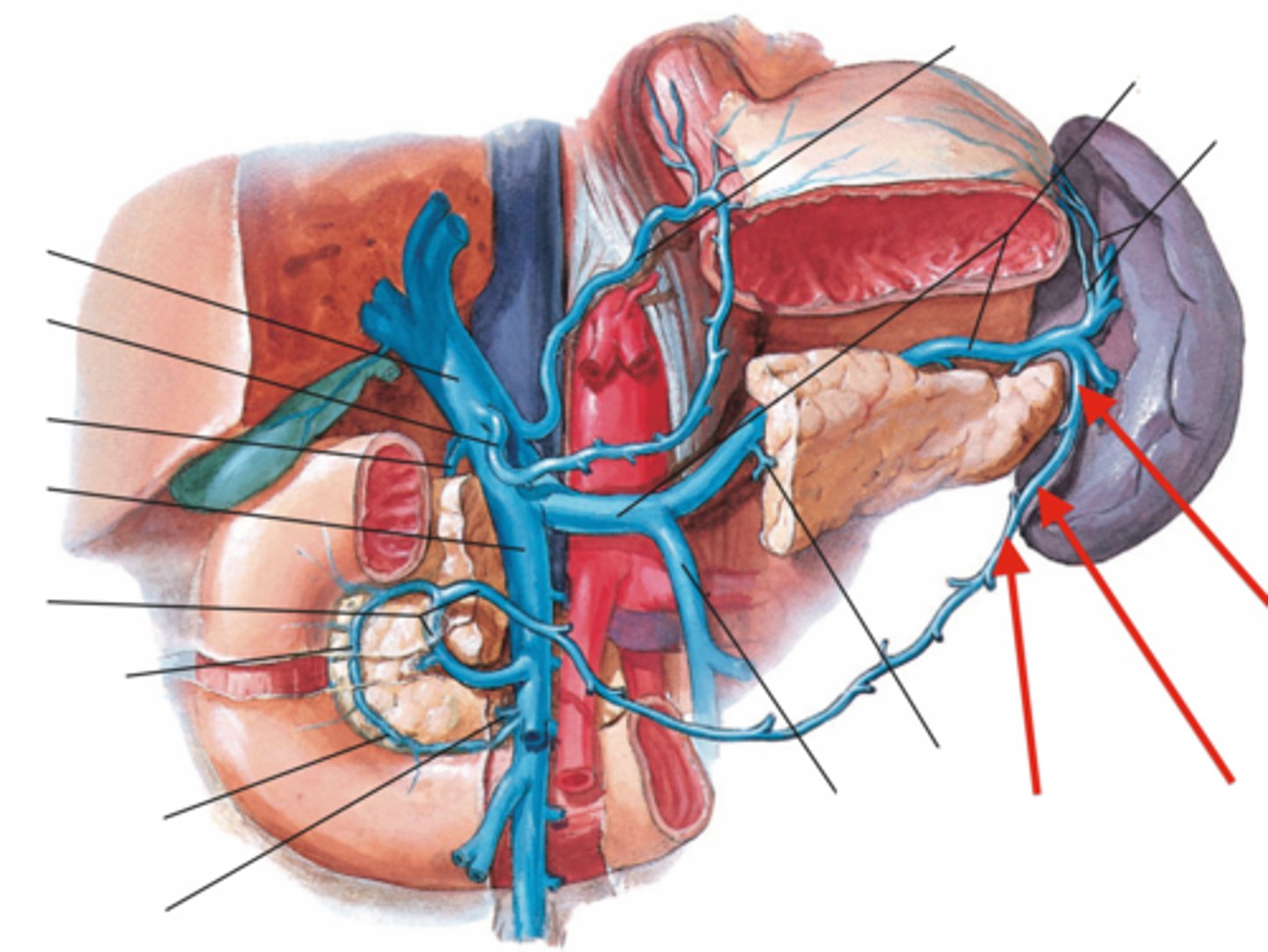 <p>Runs along the greater curvature of the stomach and drains blood into the splenic vein</p>