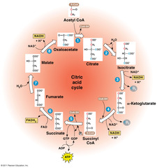 <p>second stage of cellular respiration, in which pyruvic acid is broken down into carbon dioxide in a series of energy-extracting reactions</p>