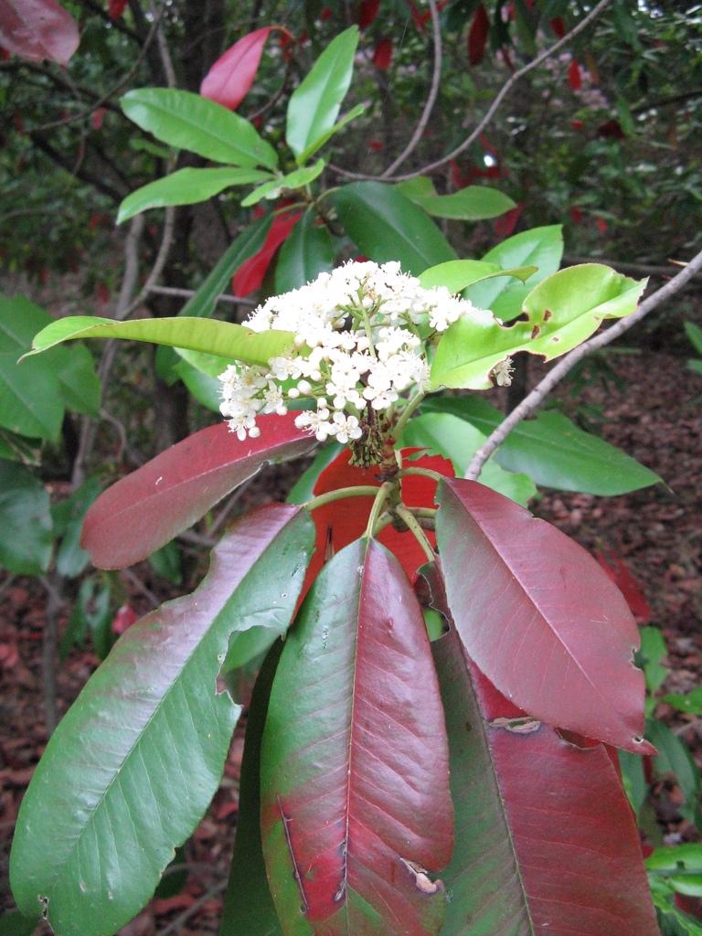 Chinese photinia