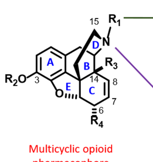 <p>Know the SAR of multicyclic opioid AGONISTS.</p>