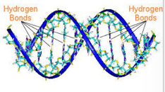 <p><strong>Info Card</strong><br><br>Hydrogen bonds are weaker than ionic and covalent bonds. Despite this, if you have MANY hydrogen bonds like in the structure of DNA then it can be strong.<br><br><strong>Concept 2.2 Atoms Bond to Form Molecules</strong></p>