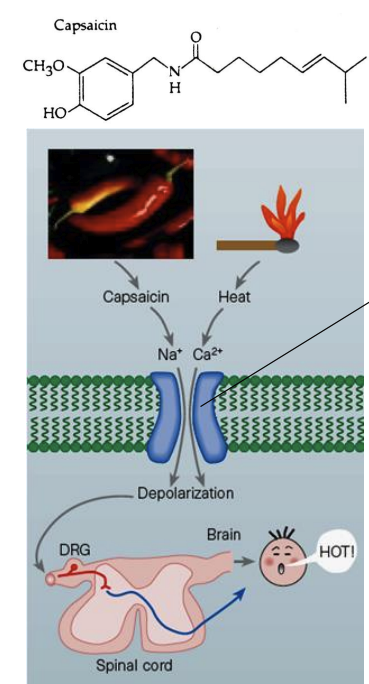 <p>group of ion channels located in the cell membrane, primarily found in sensory neurons. can be activated by changes in temperature, chemicals, or mechanical stimuli.</p>