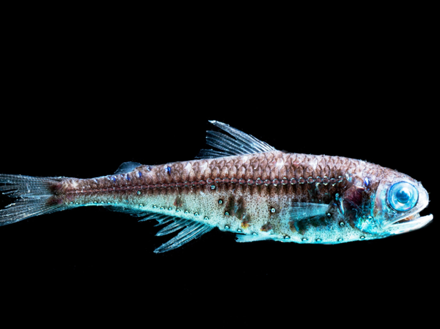 <p>Clade of <strong>lanternfish</strong></p>