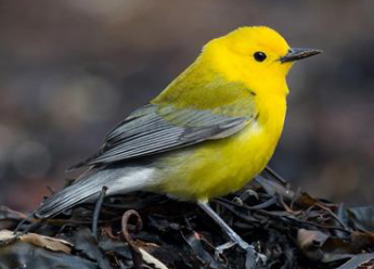 <p>What is the common name of this species</p>