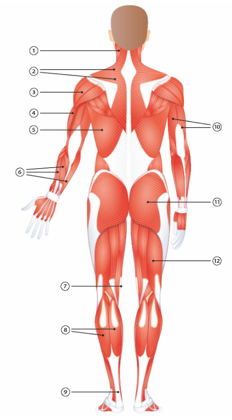 1. Halswendermuskel
2. Trapezmuskel
3. Schultermuskel - Deltamuskel
4. Armbizeps (Armbeuger)
5. grosser Rückenmuskel - Musculus latissimus
6. Unterarmmuskeln
7. Schneidermuskel
8. Wadenmuskeln
9. Achillessehne
10. Armtrizeps (dreiköpfiger Armmuskel)
11. Gesässmuskel - Musculus gluteus maximus
12. Beinbeuger (Beinbizeps)