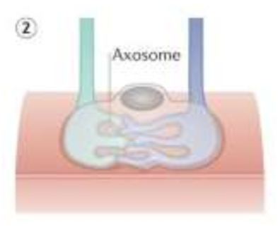 <p>axosome shedding (of synapse and axon)</p>