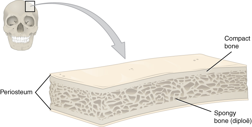 Bones that may be flat like skull bones and sternum, stubby like wrist and ankle bones, and odd-shaped like facial bones and vertebrae. The interiors of all these are entirely honeycombed
