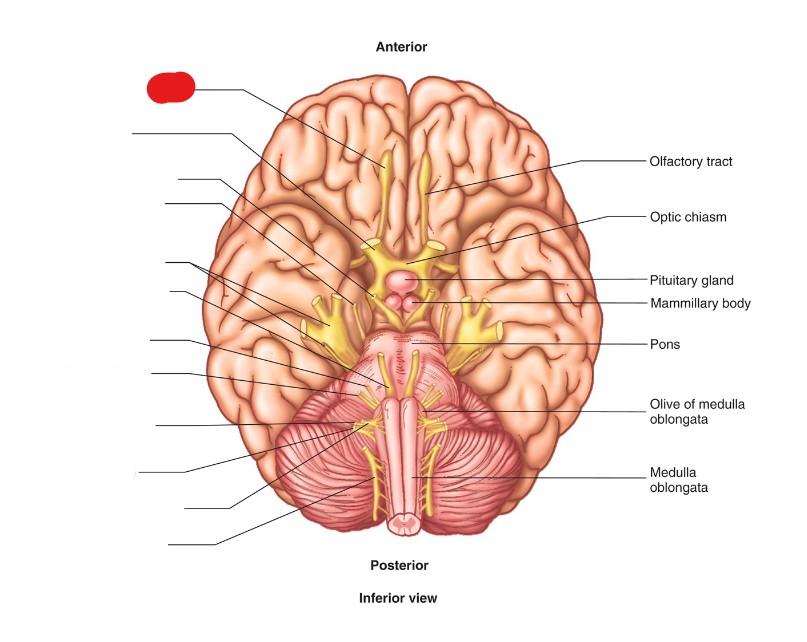 <p>ID Structure</p>
