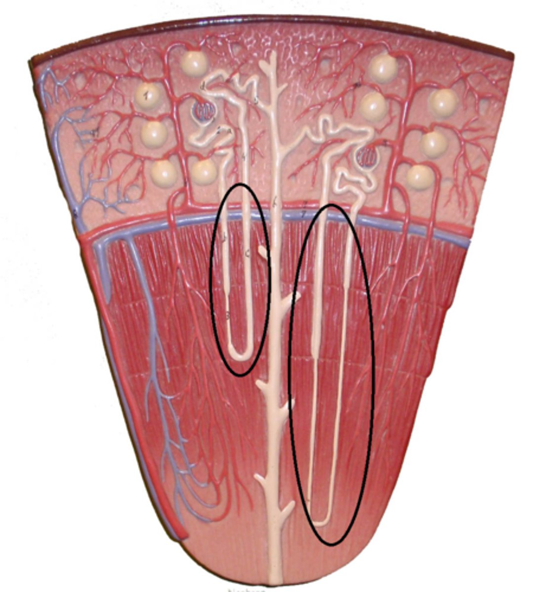 <p>functional unit of the kidney</p>