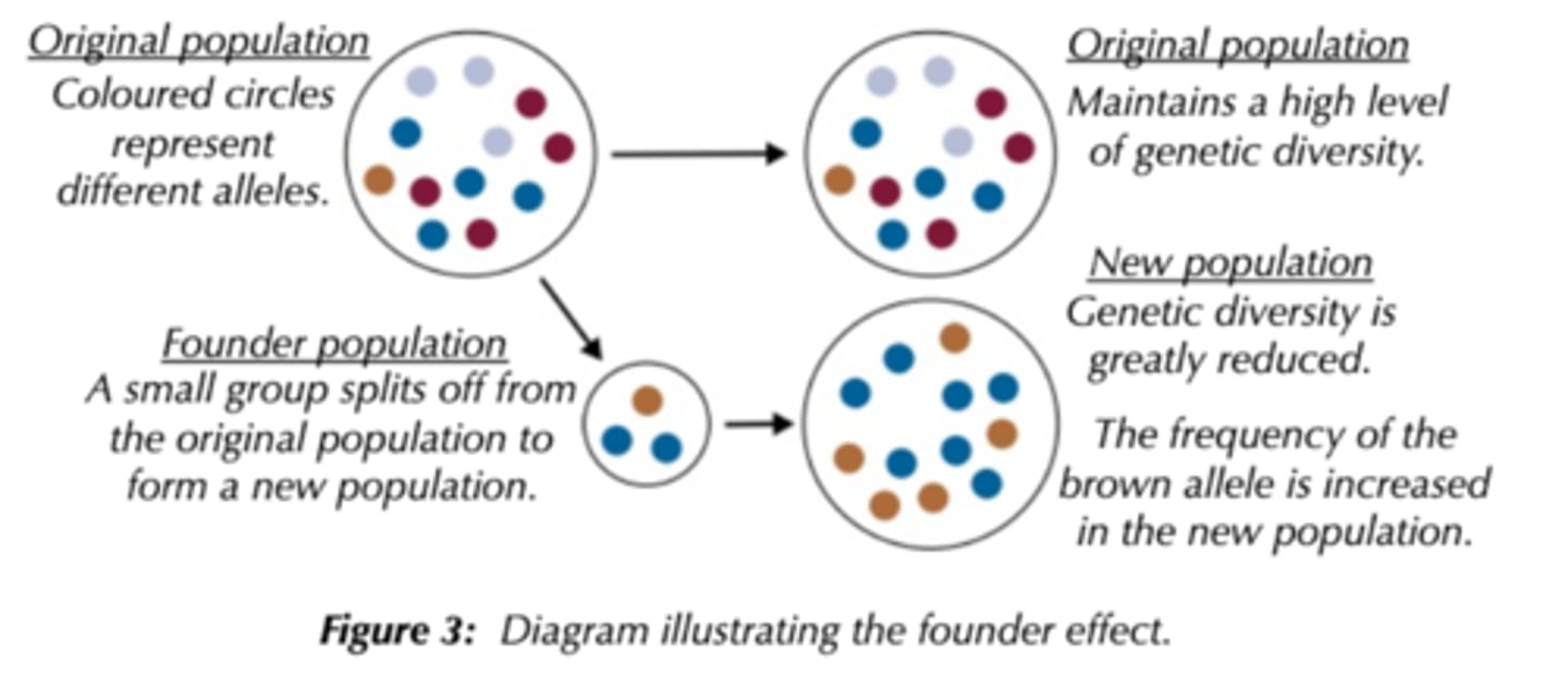 <p>When a few individuals from a population colonise a new region. Carry only a small fraction of alleles of the population as a whole. Have Less genetic diversity than the population from which they came. As these species have fewer alleles, they are less able to adapt to changing conditions.</p>
