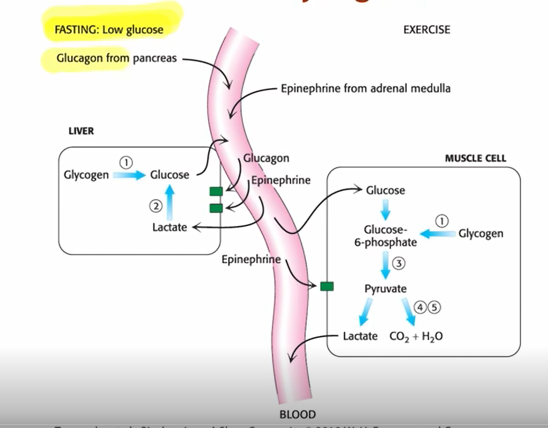 <p>Epinephrine and glucagon</p>