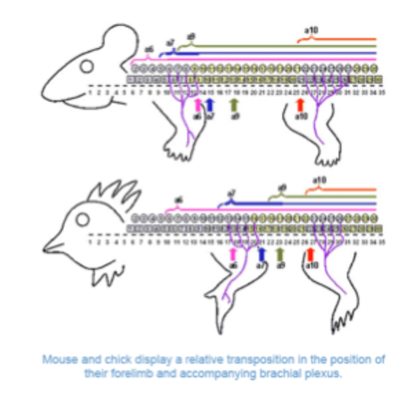 <p>Changes in veterbral identity correlate with boundaries of expression of homeobox (Hox) genes</p><p>This can explain changes in vertebral patterning e.g. more cervical vertebrae in birds correlate with longer expression domains of anterior hot genes </p>