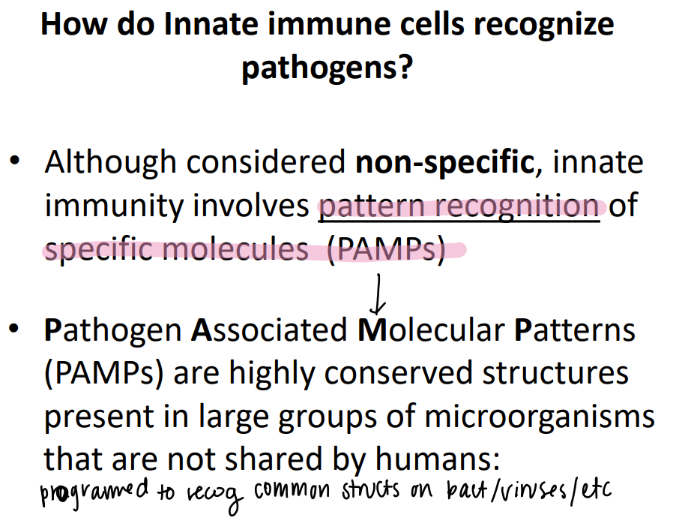 <p>pathogen-associated molecular patterns </p><p>structures COMMON to non-humans (ie bacteria, viruses) </p>