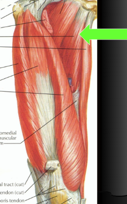 O - Pubic bone

I - Middle 1/3 of linea aspera

A - ADDuction

N - Obturator n.