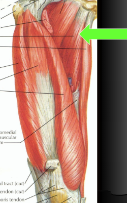 <p>O - Pubic bone</p><p>I - Middle 1/3 of linea aspera</p><p>A - ADDuction</p><p>N - Obturator n.</p>