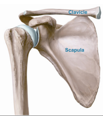 <ul><li><p>Clavicle (Collar bone)</p></li><li><p>Scapula (Shoulder blade)</p></li></ul>