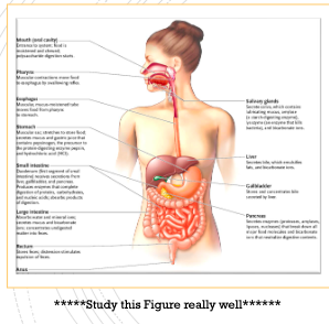 Digestion In Humans And Other Mammals \*\*\*\*KNOW FIGURE REALLY WELL ON EXAM