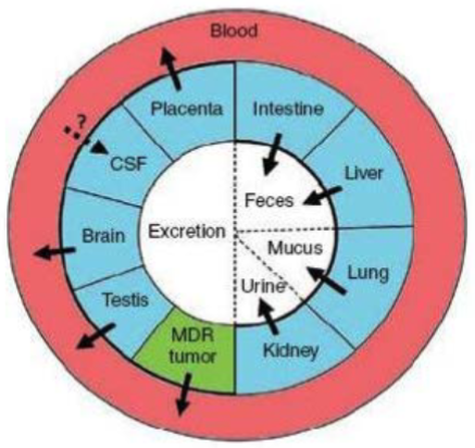 <ul><li><p>P-gp localization favours preferential transport of substrates out of tissues and into blood, feces, mucus or urine</p></li></ul>