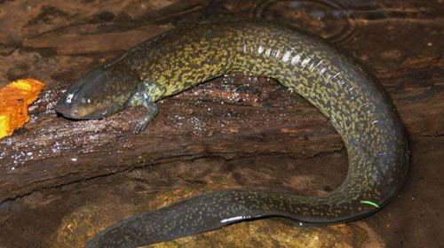<p>siren lacertina</p>