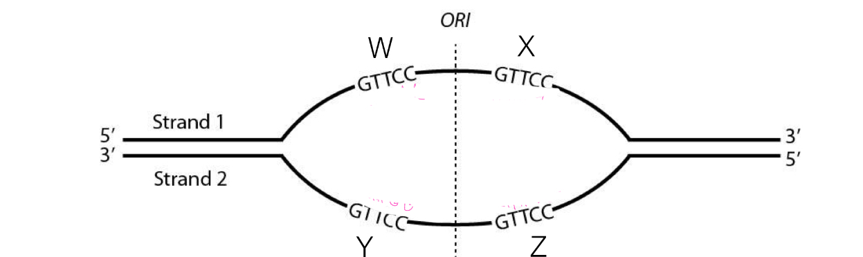<p>To which sites can the primer 5’-CAAGG-3’ bind to initiate replication</p><p>A. All sites</p><p>B. W and X</p><p>C. W and Y</p><p>D. W and Z</p><p>E. Y and Z</p>