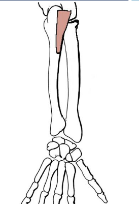 <p><strong>Origin</strong>: lateral epicondyle of humerus</p><p><strong>Insertion</strong>: lateral surface of olecranon &amp; superior part of posterior ulnar surface</p><p><strong>Action</strong>: help triceps in extending forearm, stabilizes elbow joint</p>